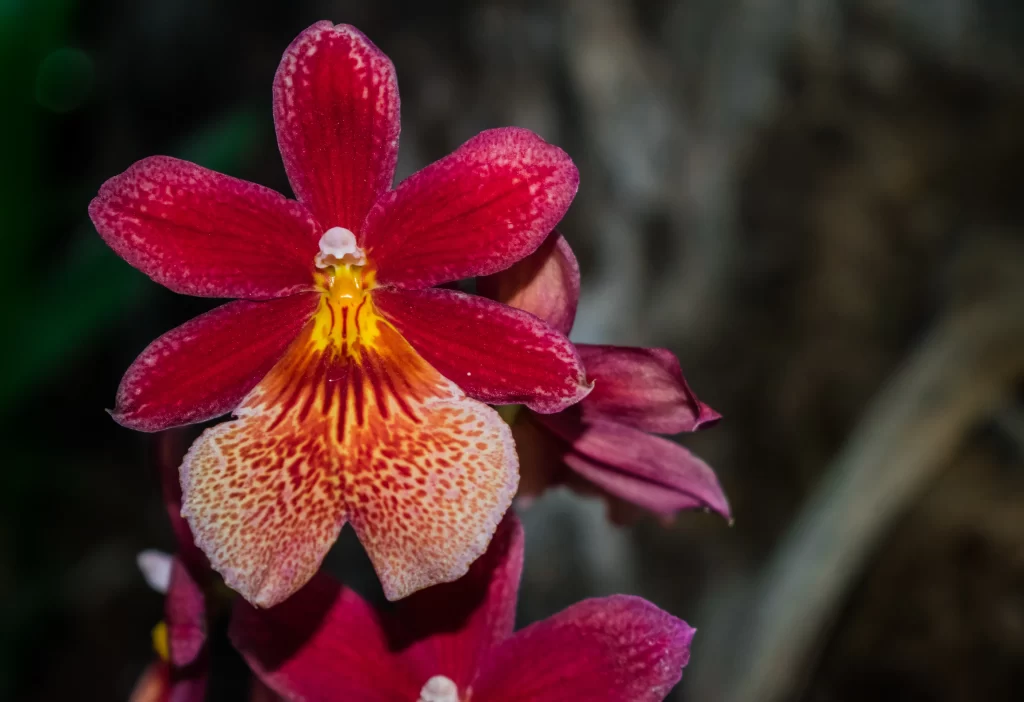 Orquidea de Cambria plants amazon