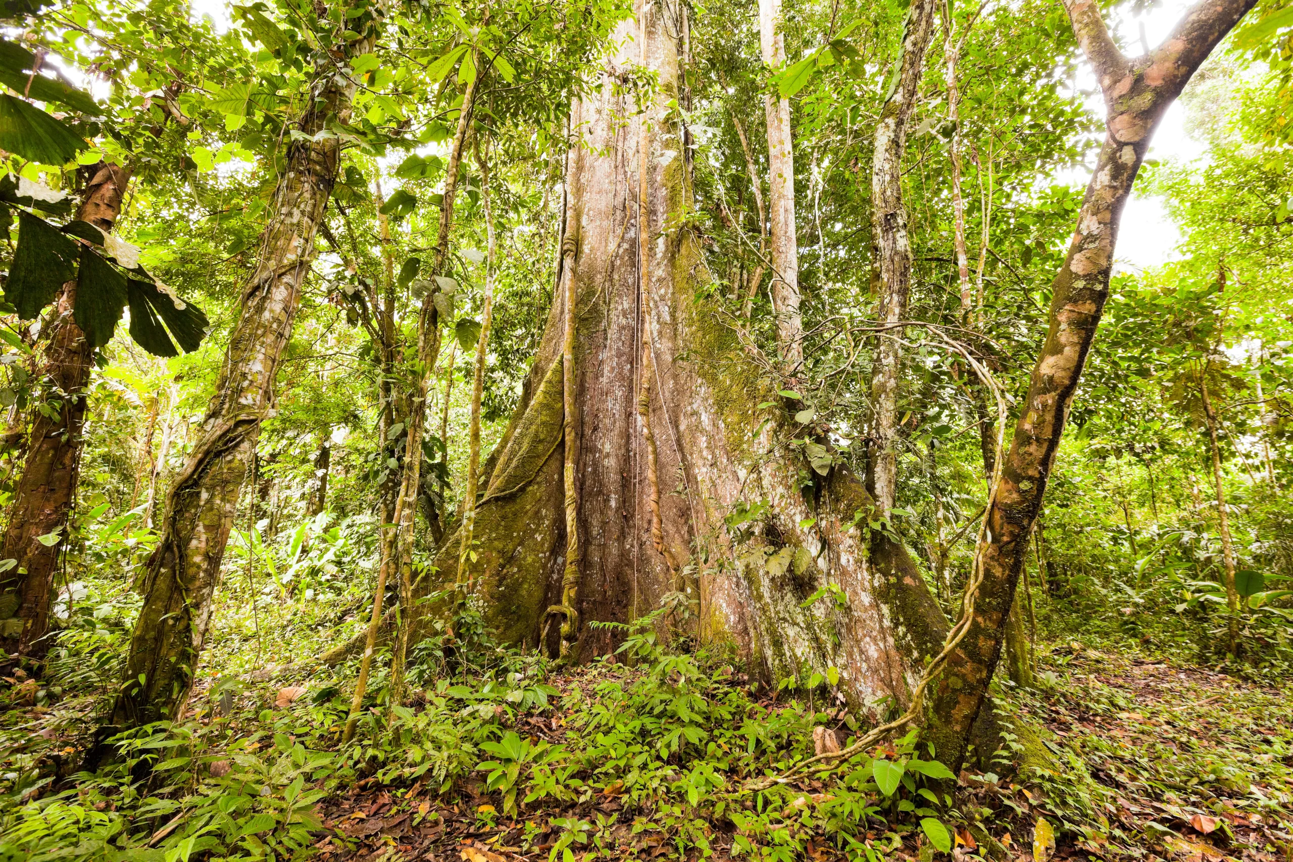 Huge Kapok Tree In Amazon Basin Ecuador